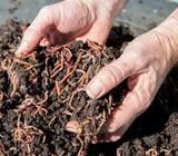 WANTED: Worms for worm farm