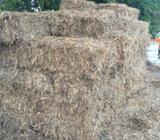 Sugarcane bales $8:95 each