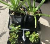 Plants