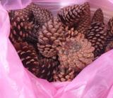 Pine cones