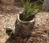 Tree Hollows