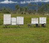 Hives for sale