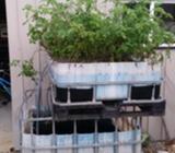 Aquaponics kit