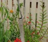 Herbs/Veg Plant