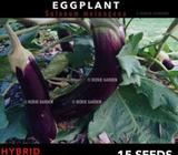 THAI VIOLET KING EGGPLANT SEEDS x 15 SEEDS