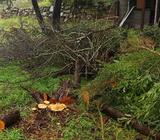 Wanted: Looking for chipper hire or someone to mulch