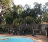 Cocos Palms x 6
