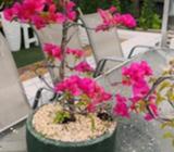 Bouganvillea bonsai 5 years plus old