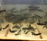 Trout fingerlings
