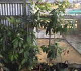 Avacardo Trees