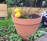 Lime plant