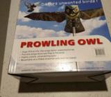 Prowling owl