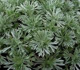 Wanted: wanted wormwood varities seeds plants Artemisia absinthium