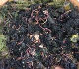 Worms 2 kg which comes with casting and eggs