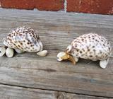 Pair of shell decor pieces
