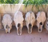 Cow Skulls $15ea