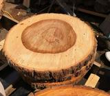 Freshly cut camphor laurel timber rounds