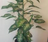 Indoor Artificial plant