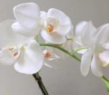 Artificial Real Touch Phalaenopsis Potted Orchid, 51cm