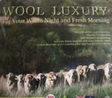 Single wool luxury