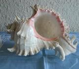Large pink and cream Murex Shell