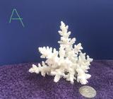 Real dried washed coral