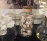 Brand new glass jar full of shells Free Postage