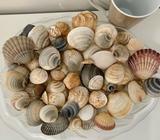 Natural Beach Shells