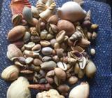 5.5 kg mixed shells medium decoration