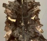 Various Tanned / Treated Goat Hides