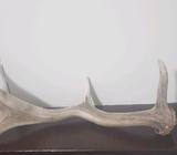 Deer Antler