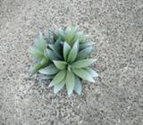 Artificial Plant