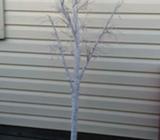 White twig led tree