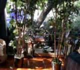 Artificial ficus trees x 2 Faux