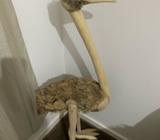 Wooden Statue of an Emu - NEW