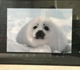 Harp seal framed print