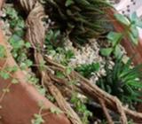 Succulent planter