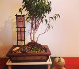 Bonsai features