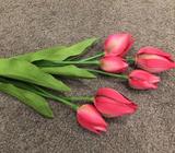 Tulips Pink