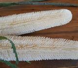 Ivory banksia artificial