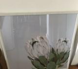 Framed Protea Print