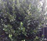 Fresh bay leaf