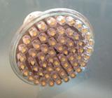 ID# 409 - GU10 LED Down Light Globes | Warm White | 240V