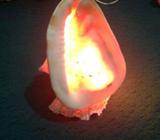 Shell Lamp