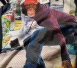 Sloppy Joe-monkey with cap