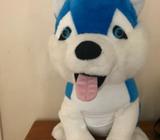 Blue and white Husky