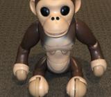 Zoomer Chimp