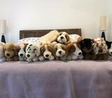 11 Keel soft toy puppies