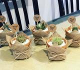 Wedding/party favours - various plants and pot styles