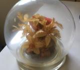 Real flowers that have been preserved made in England vintage